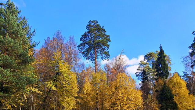 Autumn forest with golden foliage and tall pine under a clear blue sky