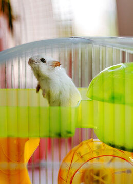 White Hamster Inside Cage