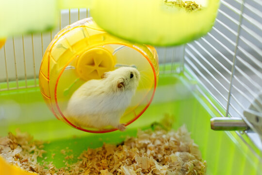 White Hamster in Exercise Wheel