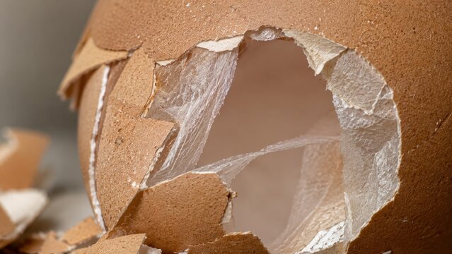 Extreme Close Up of Cracked Eggshell with Inner Membrane. Concept of cracked egg, broken eggshell, rebirth concept, vulnerability.