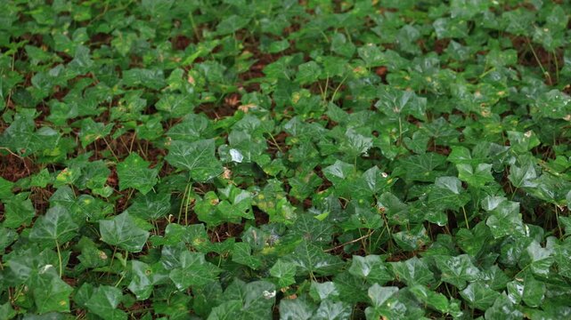 Dense ivy ground cover with wet glossy leaves, Germany. Panning shot of common ivy spreading over forest soil after rain, a natural green plant background in spring