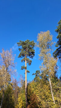Tall pine and birch trees with autumn foliage against a clear blue sky