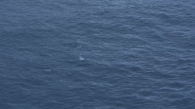 Penguins Porpoising Jumping in the Water in Antarctica. Sailing Alongside Them on Cruise Ship. Colony of Gentoo or Chinstrap Penguins Wildlife