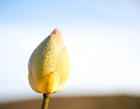 Lotus flower grows at dawn near a pond during a meditation session in a tranquil setting