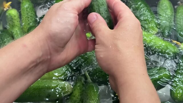 Close up hands sorting fresh green vegetables on a rustic wooden surface, suggesting market bounty and fresh cooking ingredients, natural light illuminating vibrant colors