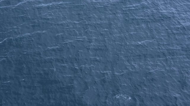 Penguins Porpoising Jumping in the Water in Antarctica. Looking Down, Sailing Alongside Them on Cruise Ship. Colony of Gentoo or Chinstrap Penguins