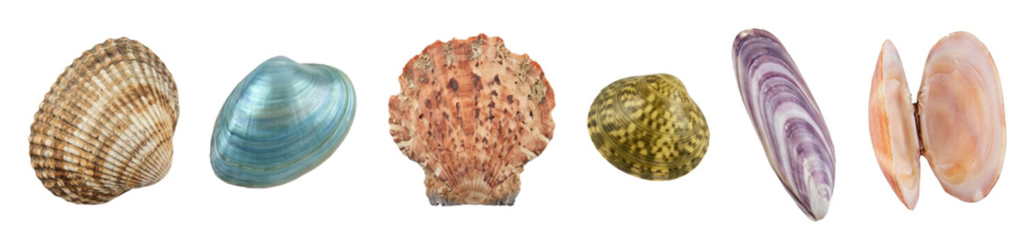 Diverse collection of colorful seashells featuring various shapes, sizes, and intricate patterns, showcasing the natural beauty and unique textures of different marine mollusks
