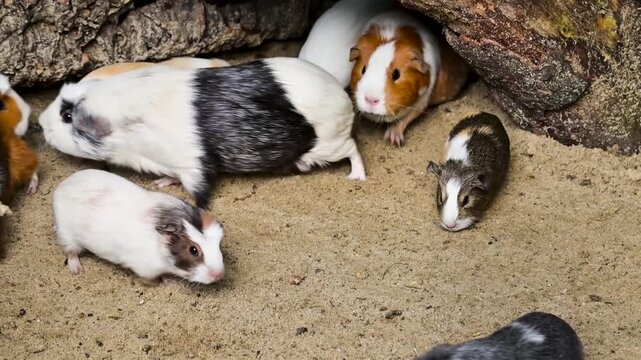 Multicolor guinea pigs scurry and run around a sandy enclosure near wooden log shelters. 4K slow motion footage