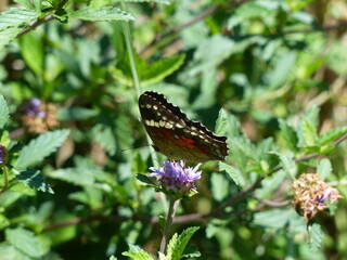 Bordered Patch Butterfly Chlosyne lacinia Feeding on a Purple Flower in Paraguay © Sven Decker