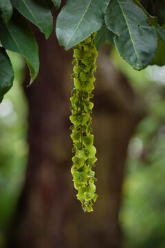 Hanging fruit strand of a Caucasian wingnut tree (Pterocarya fraxinifolia) with green leaves at Melaten cemetery