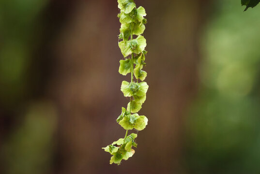 Green seeds of a Caucasian wingnut (Pterocarya fraxinifolia) hanging on a tree at Melaten cemetery