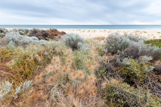 Australian coastal heath frames pale dunes and turquoise ocean in a remote seaside landscape.