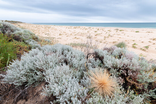 Silver coastal heath beside sandy dunes and turquoise sea