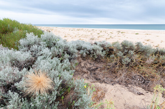 Windswept dune vegetation grows above an empty beach near Perth under cloudy weather