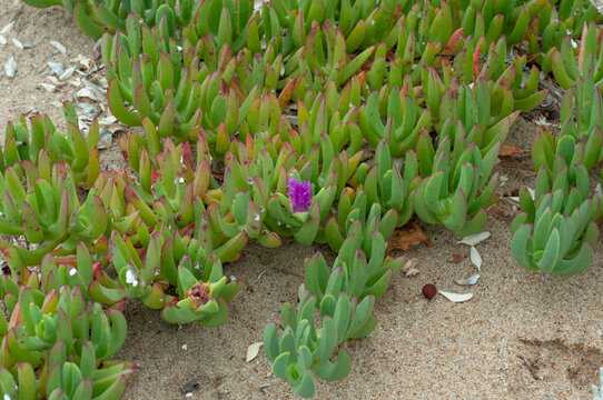 Carpobrotus groundcover flowering on sandy coastal soil