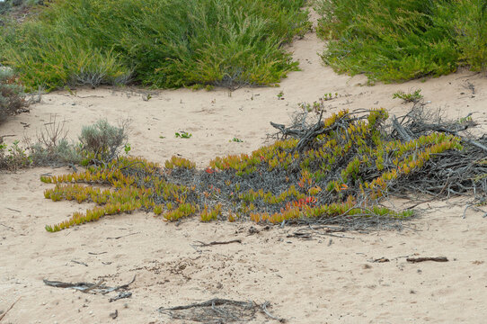 Pigface succulent spreading across a sandy coastal dune