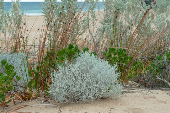 Leucophyta brownii among native grasses beside the ocean