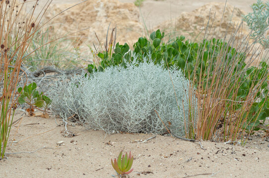 Leucophyta brownii forming a silver mound on coastal sand