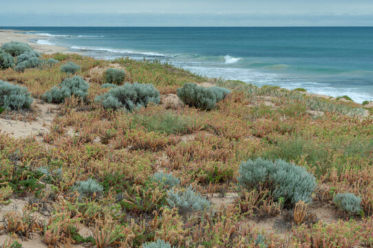 Windswept coastal heath above rolling turquoise waves
