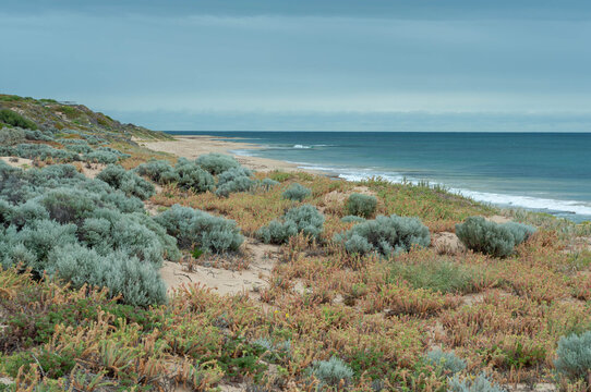 Silver native shrubs overlooking a Western Australian beach