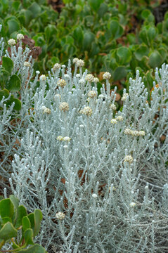 Australian cushion bush among grasses and native shrubs