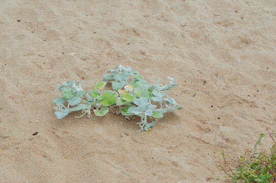 Arctotheca populifolia spreading across a sandy dune