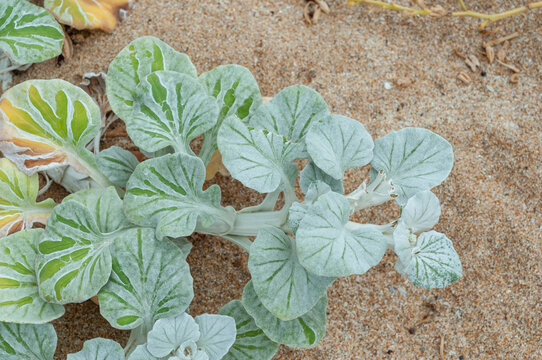 Beach daisy with silver-green leaves growing on coastal sand