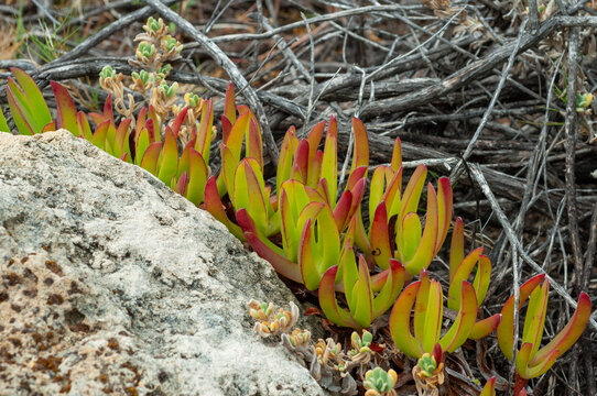 Pigface succulent growing among dry coastal branches