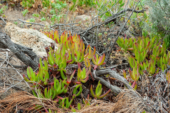 Red-tipped pigface leaves among rocks and weathered wood