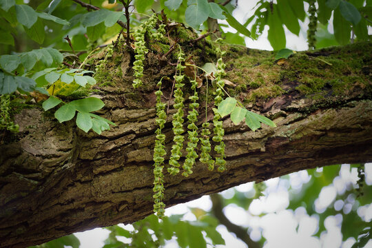 Hanging fruit chains on the thick, mossy branch of an ancient Caucasian wingnut (Pterocarya fraxinifolia) tree at Melaten cemetery.