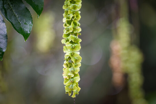 Close-up of a hanging fruit catkin of a Caucasian wingnut (Pterocarya fraxinifolia) with green leaves at Melaten cemetery.