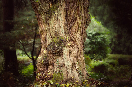 Massive, deeply furrowed tree trunk of an old Caucasian wingnut (Pterocarya fraxinifolia) with moss at historic Melaten cemetery