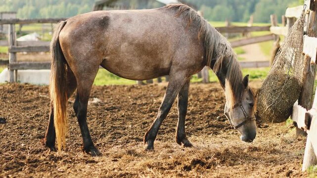 4K slow motion 60 fps footage of a grey domestic Hucul horse eating dry hay from a slow feeder net inside an outdoor corral on a sunny countryside farm.