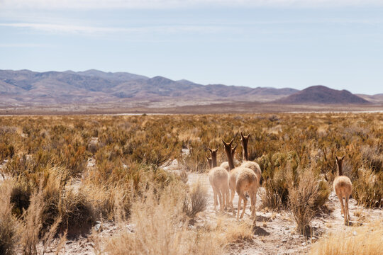 Vicu&ntilde;as walking through the arid, vast landscape of the puna de atacama along route 52 in salta, argentina, showcasing south american wildlife in a remote, high-altitude desert environment