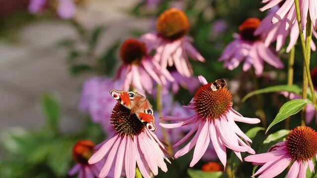 4K slow motion 60 fps footage of a beautiful peacock butterfly and a fluffy bumblebee collecting nectar from blooming pink echinacea flowers in a sunny summer garden.