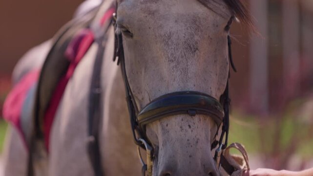 Horse wearing bridle held by handler with rope
