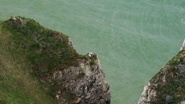 Seagulls nesting on a grassy chalk cliff above turquoise sea at Etretat, France. Panning shot looking down on the cliff edge, rocks and green water on the Alabaster Coast in spring