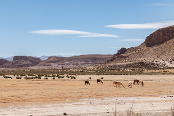 Naklejka premium Llamas grazing in vast arid puna landscape, high altitude desert valley, dry steppe with mountains under blue sky, route 52, jujuy, argentina, south america, altiplano
