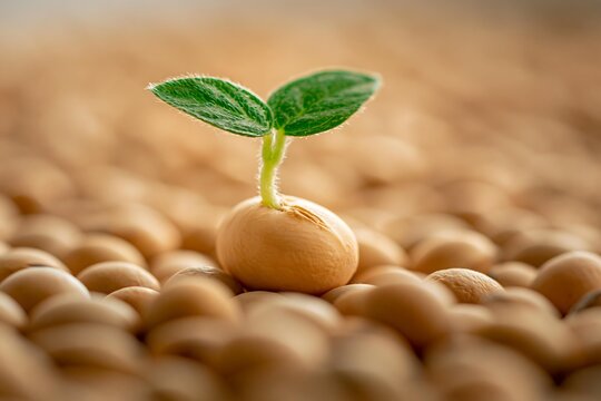 A tiny green seedling sprouts from a single yellow soybean amid a field of blurred beans under soft, warm lighting