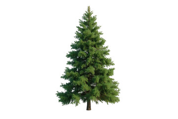 Fototapeta premium Lush Green Evergreen Tree
