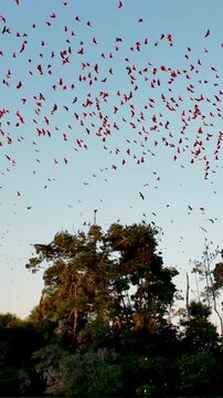 Fock Of The Guaras In Parnaiba Piaui Brazil. Large Flock Of Pink Flamingos Are Flying Over A Beautiful Lagoon. Wildlife Eco Tourism. Rainforest Landscape. Parnaiba Piaui.