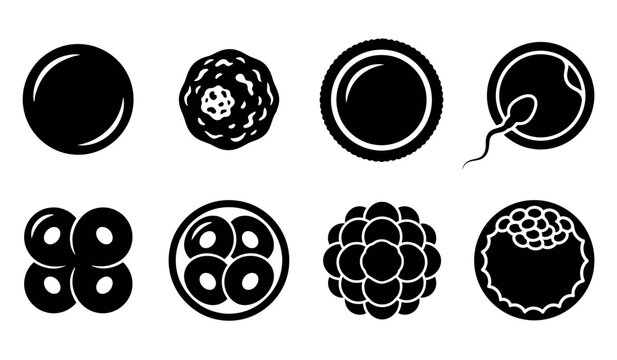 Stages of embryonic development from fertilization to blastocyst shown in a black silhouette style
