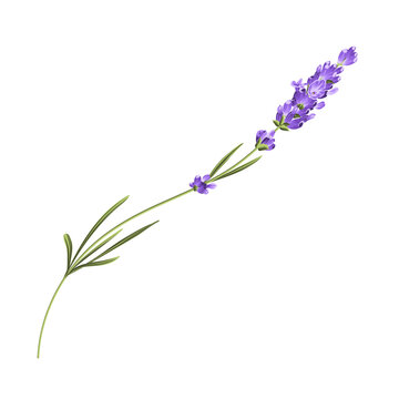 Hand drawn lavender bush vector illustration isolated