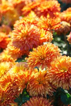 Orange double chrysanthemum, garden mum flowers and unopened buds blooming in a sunny autumn garden. Beautiful seasonal floral landscape in botanical park. Plant breding, gardening, cultivation