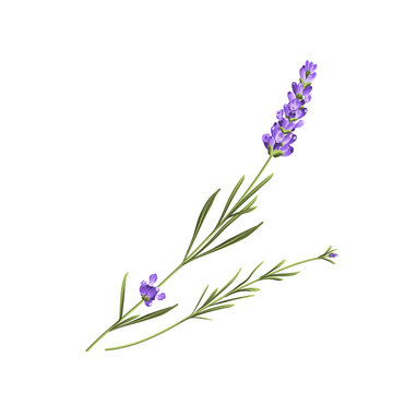 Hand drawn lavender bush vector illustration isolated