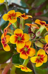 Fototapeta premium Yellow and red bicolor Kalanchoe flowers in plant pots. Focus on botany, succulents, and gardening for stock.
