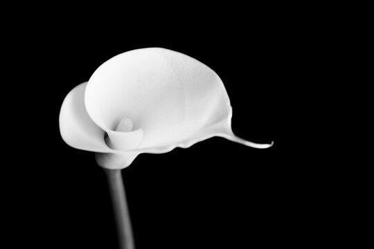 white calla lily