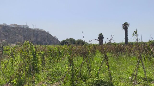 Cultivos de abichuelas en clima tropical 