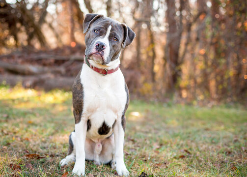 A Pit Bull Terrier mixed breed dog listening with a head tilt
