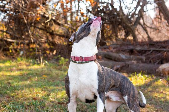 A Pit Bull Terrier mixed breed dog jumping up with its tongue out